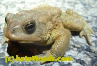 /home//u458753944/public_html/sourcegallery//Roxborough Toad Detour/2013-2019/2013/2013-04-09/P1120056.JPG